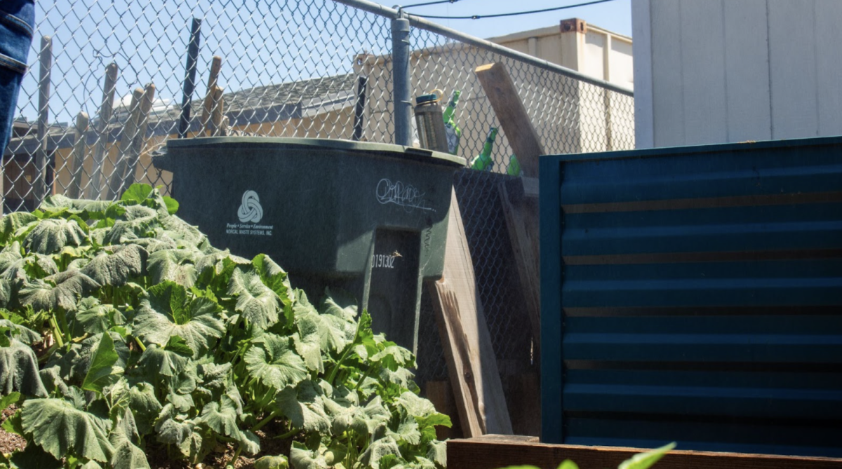 Los Altos High School’s Agriculture and Ecology class keeps flowerbeds and a compost bin behind the portables.